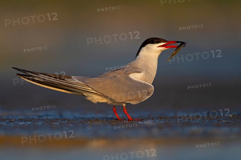 Common Tern (Sterna hirundo), courtship display with fish in beak, Danube Delta Biosphere Reserve, Romania, Europe