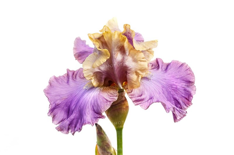 Beautiful multicolored iris flower isolated in white. Close up