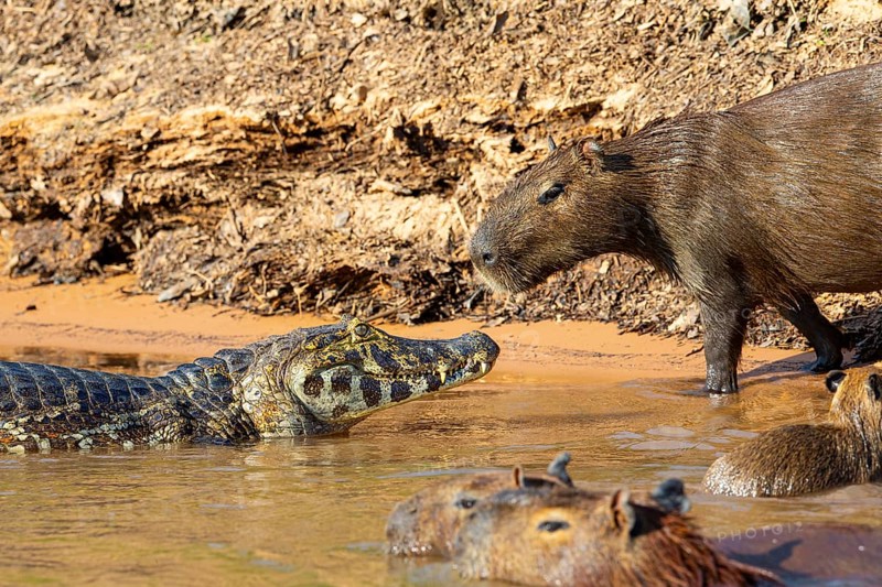 Capybara (Hydrochaeris hydrochaeris) Spectacled caiman Pantanal Brazil