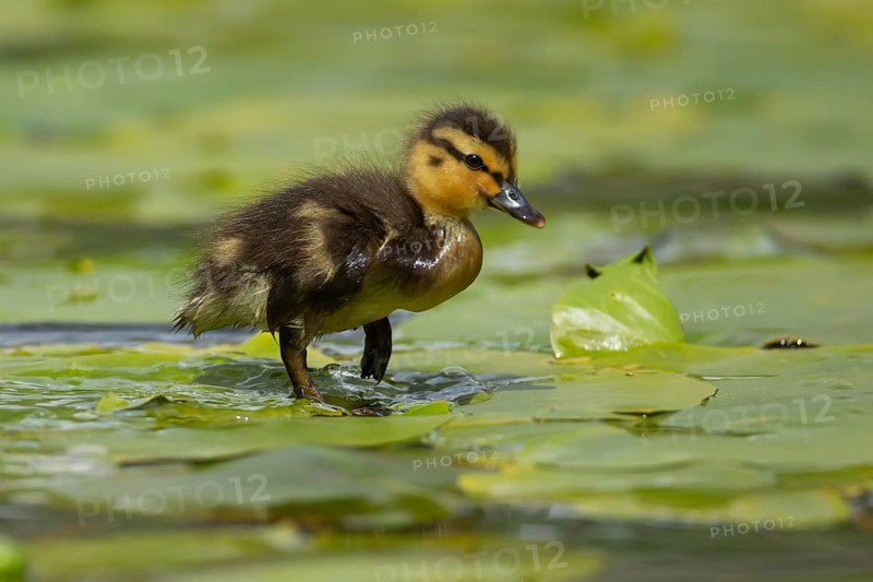 Mallard duck (Anas platyrhynchos) juvenile baby duckling walking on a Water lily plant leaf on a pond, Scotland, United Kingdom, Europe