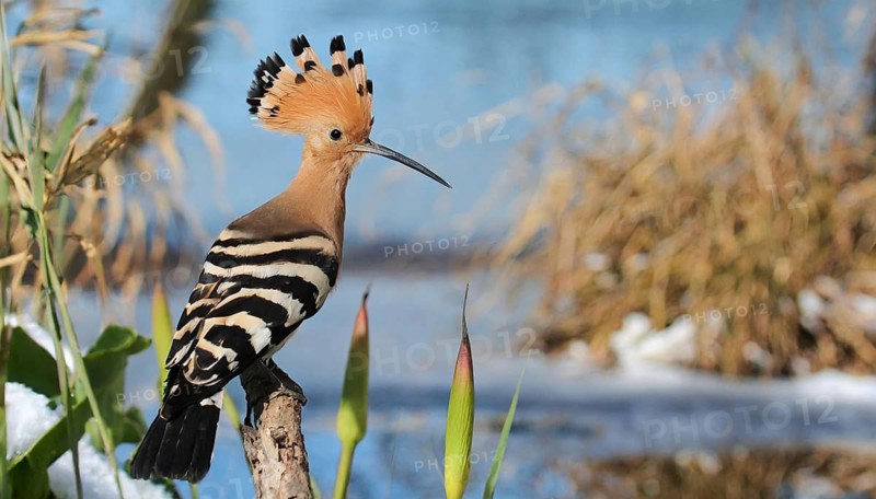 KI generated, animal, animals, bird, birds, biotope, habitat, one, individual, water, reeds, water lilies, blue sky, foraging, wildlife, hoopoe (Upupa epops), treehoppers, winter, ice, snow