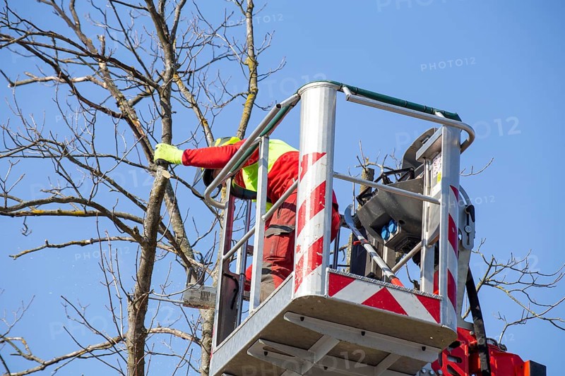 Man on the work platform pruning trees