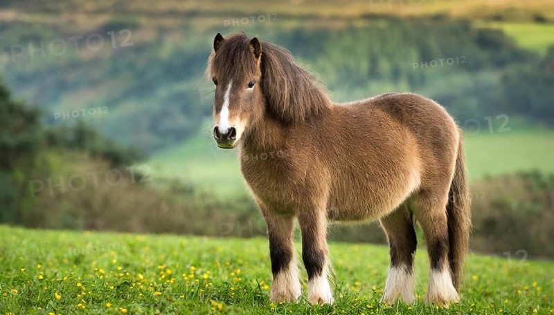 KI generated, animal, animals, mammal, mammals, biotope, habitat, one, individual animal, foraging, wildlife, meadow, pasture, Exmoor pony, horse, horses, ungulates, English pony breed, South West England, Exmoor, (Equus ferus caballus), foal, flower meadow
