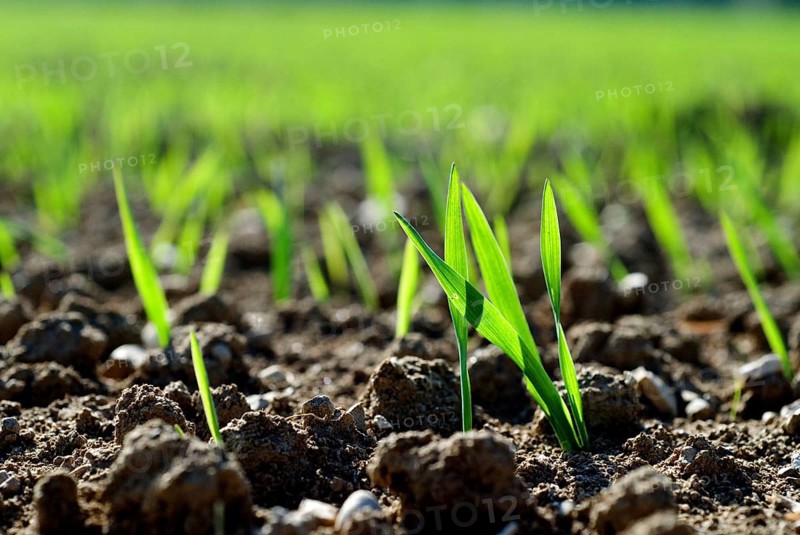 Young shoots of a cereal plant, backlit, wheat, rye or barley