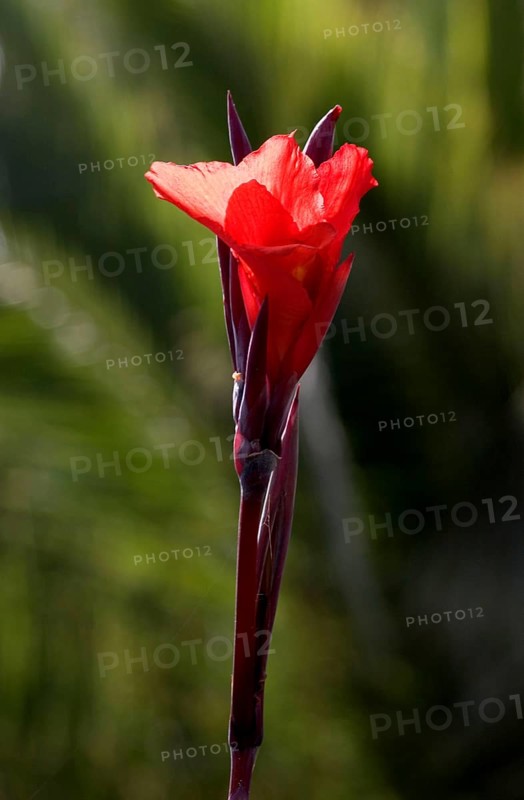 Indian shot (canna indica) Indisches Blumenrohr, La Palma, Canary Islands, Spain, Europe