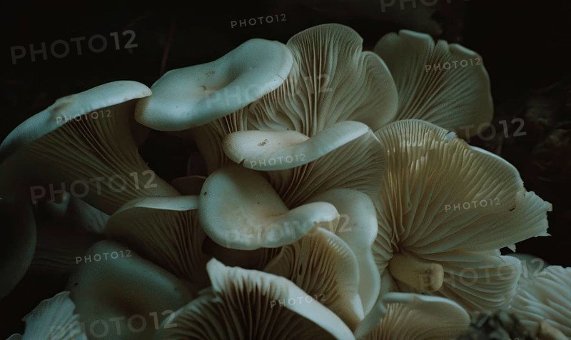 Oyster mushrooms on a dark background. Selective focus. AI generated