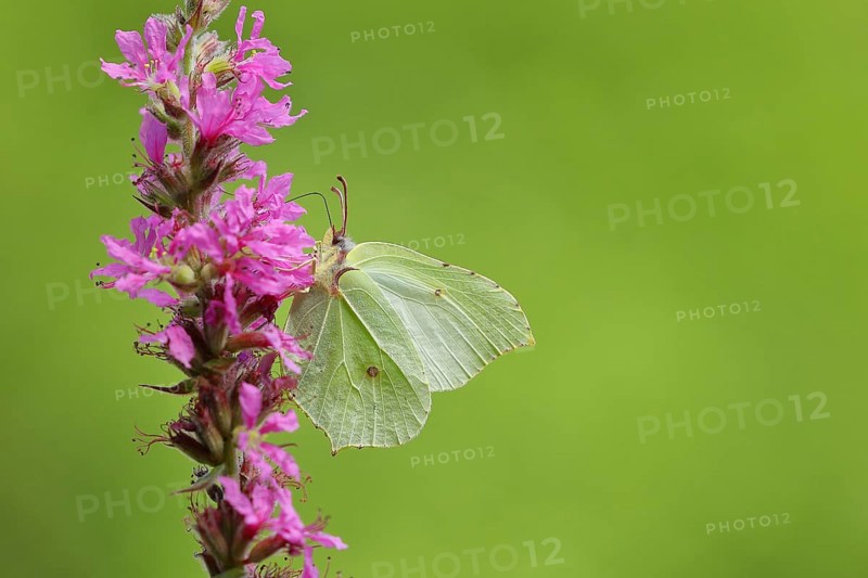 Brimstone (Gonepteryx rhamni) feeding on a flower of purple loosestrife (Lythrum salicaria), Wilden, North Rhine-Westphalia, Germany, Europe