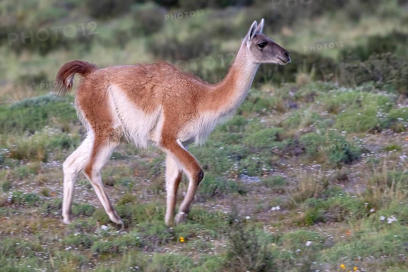 Guanaco (Llama guanicoe), Huanako, Torres del Paine National Park, Patagonia, End of the World, Chile, South America
