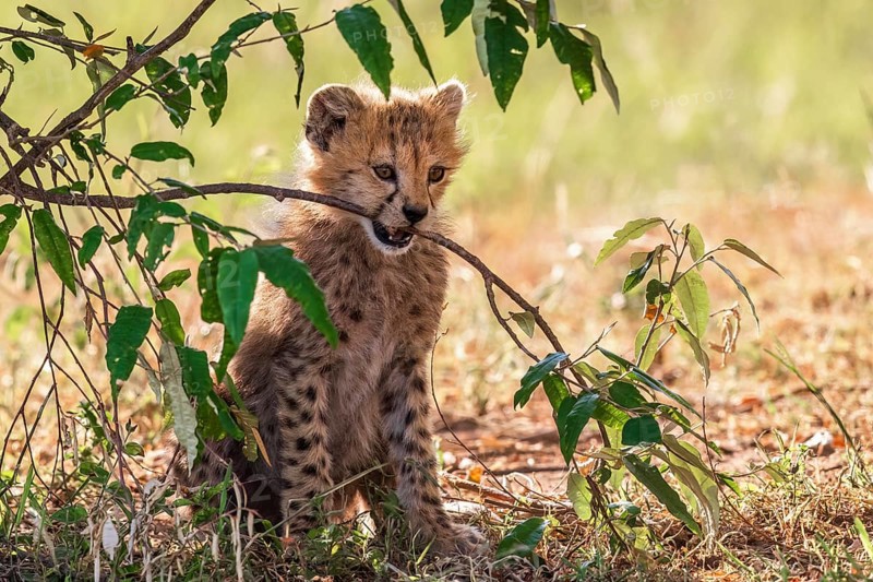 Cute Cheetah cub (Acinonyx jubatus) biting in a tree branch in the savanna, Maasai Mara, Kenya, Africa