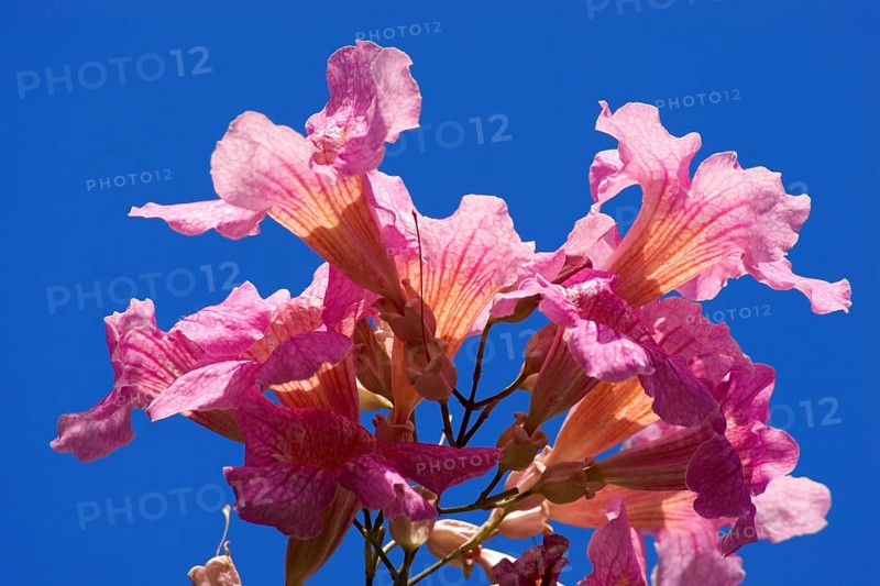 Pink trumpet vine (Podranea ricasoliana) La Palma, Canary Islands, Spain, Europe