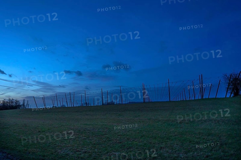 Hop poles at dusk, Franconia, Bavaria, Germany, Europe