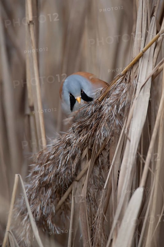 Bearded tit or reedling (Panurus biarmicus) adult male bird feeding on a Common reed seed head in a reedbed, England, United Kingdom, Europe