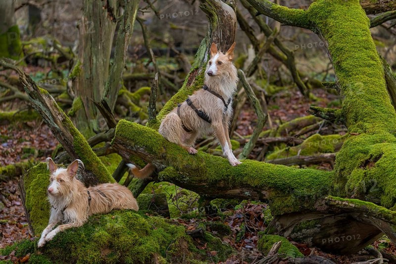 Podengo Portugues couple (rough coat) on a mossy tree trunk in the forest