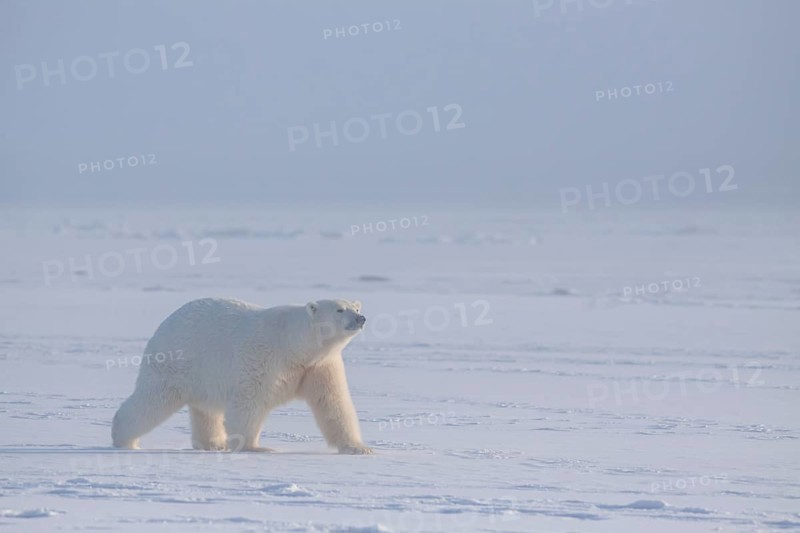 Polar bear (Ursus maritimus), walking in pack ice, Kaktovik, Arctic National Wildlife Refuge, Alaska, USA, North America