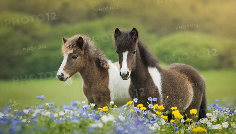 KI generated, animal, animals, mammal, mammals, biotope, habitat, two, flower meadow, foraging, wildlife, meadow, pasture, Exmoor pony, horse, horses, ungulates, English pony breed, South West England, Exmoor, (Equus ferus caballus), foal