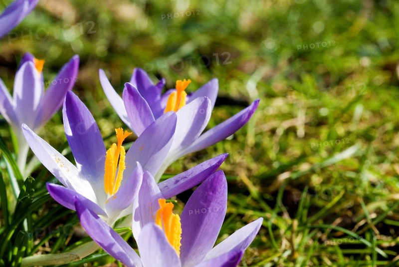 Spring crocus (Crocus Vernus) Munich, Bavaria, Germany, Europe
