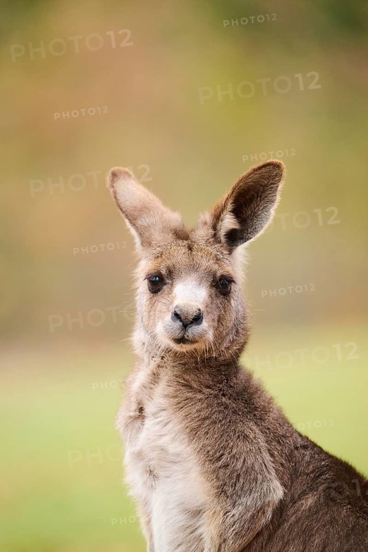 Western grey kangaroo (Macropus fuliginosus), portrait, Germany, Europe