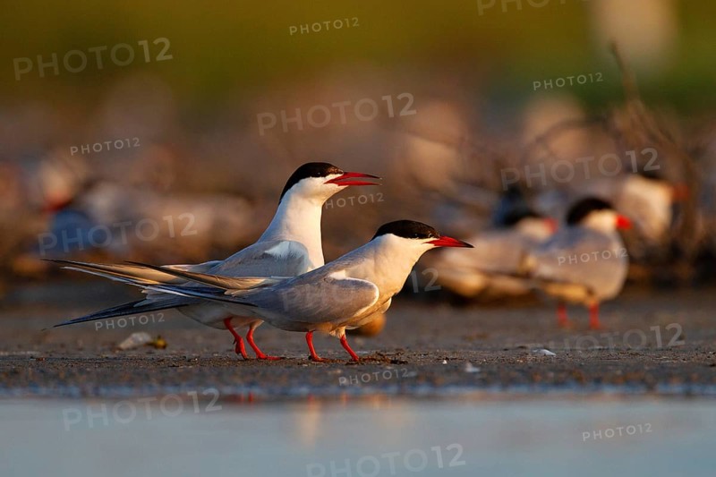 Common Tern (Sterna hirundo), courtship, mating, Danube Delta Biosphere Reserve, Romania, Europe
