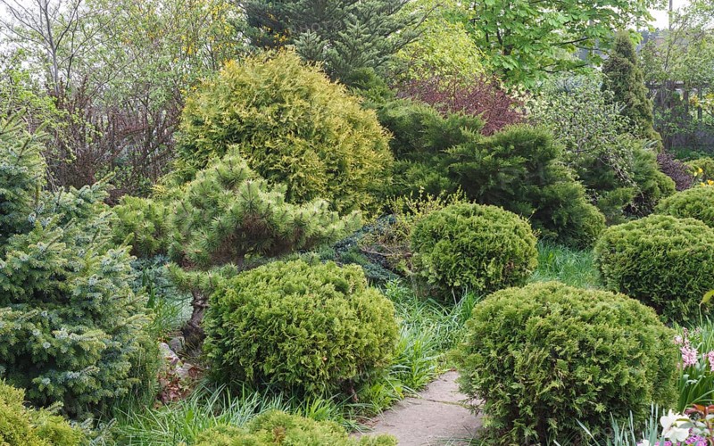 Coniferous trees in the garden: spruce, arborvitae, pine, fir, juniper. Beautiful landscape design