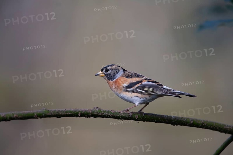 Brambling (Fringilla montifringilla) adult bird on a tree branch, England, United Kingdom, Europe