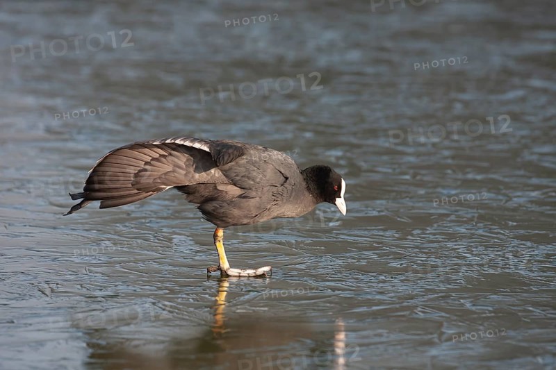 Coot (Fulica atra) adult bird stretching its wing on a frozen lake, England, United Kingdom, Europe