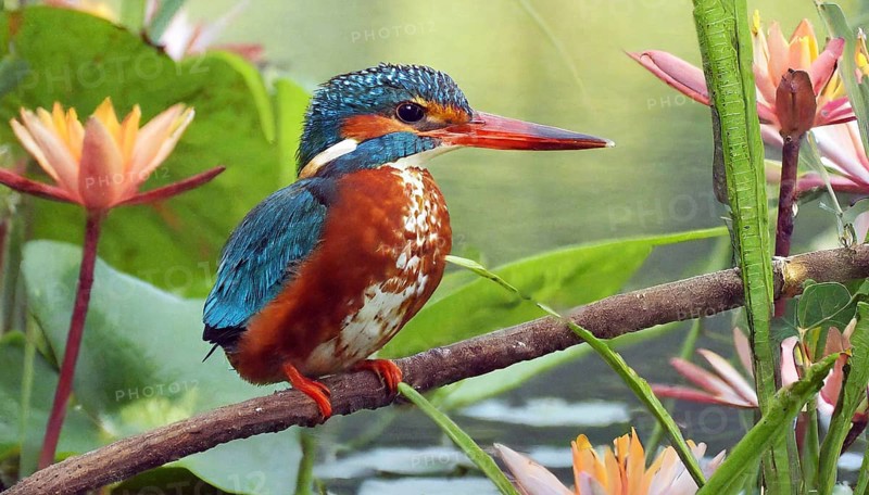 KI generated, animal, animals, bird, birds, biotope, habitat, a, individual, water, perch, reeds, water lilies, blue sky, foraging, wildlife, summer, seasons, white-throated kingfisher (Halcyon smyrnensis)