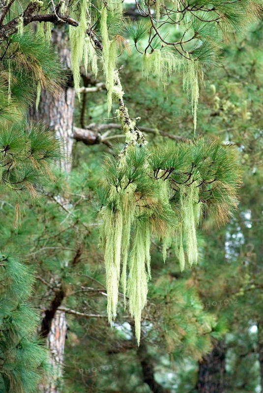 Old Man's Beard, Beard Lichen (Usnea filipendula) on a Canary Pine Tree (Pinus canariensis) La Palma, Canary Islands, Spain, Europe