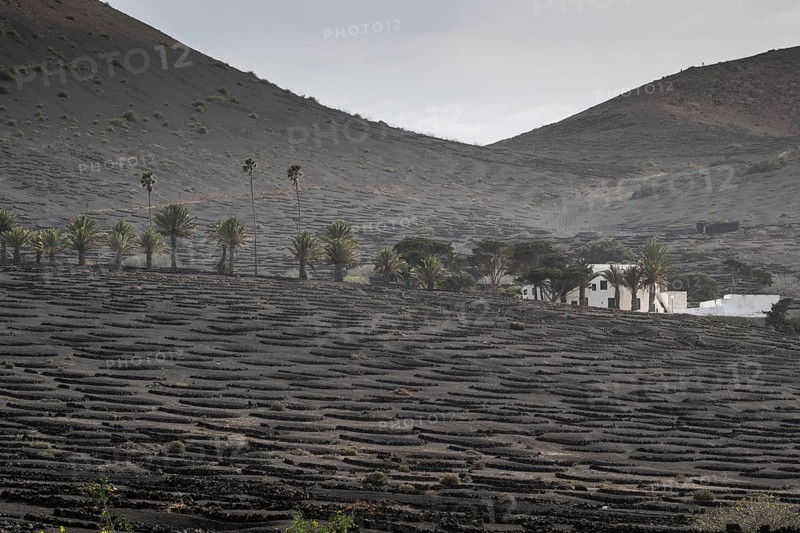 Wine growing in volcanic ash pits protected by dry stone walls, Yaiza, Lanzarote, Canary Islands, Spain, Europe
