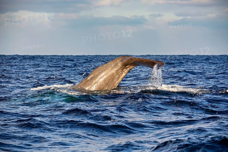 Schwanzflosse eines Wals taucht aus dem blauen Ozean, umgeben von kleinen Wellen, Abtauchender Pottwal im Nordmeer vor den Vesteralen