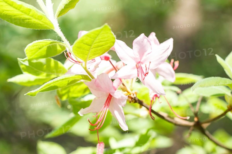 Rhododendron (azalea) flowers of various colors in the spring garden. Closeup. Blurred background