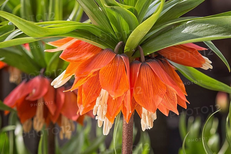 Crown imperial fritillary (Fritillaria imperialis) flowers. Orange color of the flowers and with green color of leaves