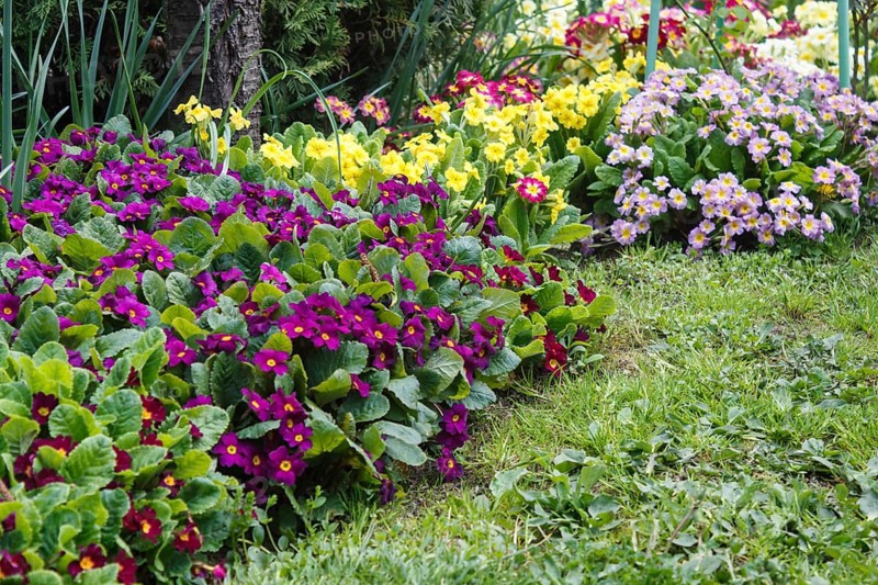 Primrose or primula in the spring garden. Purple, pink, yellow, white primroses in spring garden