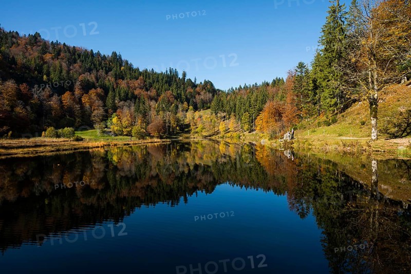 Lake with autumn forest, water reflection, Nonnenmattweiher, Neuenweg, Black Forest, Baden-Wuerttemberg, Germany, Europe