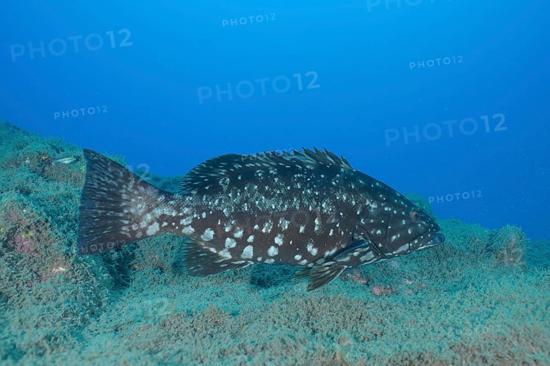 Dusky grouper (Epinephelus marginatus) (Mycteroperca marginatus), El Cabron marine reserve dive site, Arinaga, Gran Canaria, Spain, Atlantic Ocean, Europe