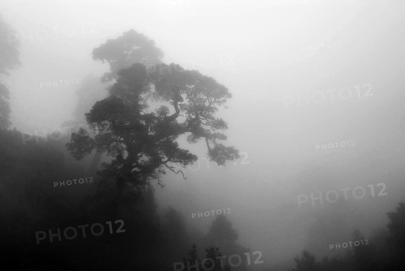 Pine tree in the mist from tradewind, La Palma, Canary Islands, Spain, Europe