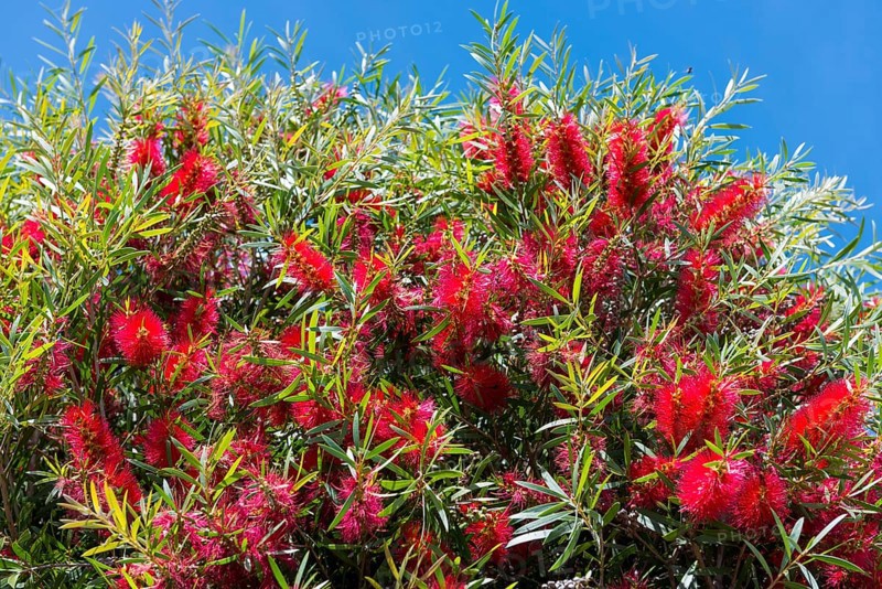 Strawberry tree for Portuguese Mendroho schnapps, flora, botany, plant, red, useful plant, drink, alcohol, Algarve, Portugal, Europe