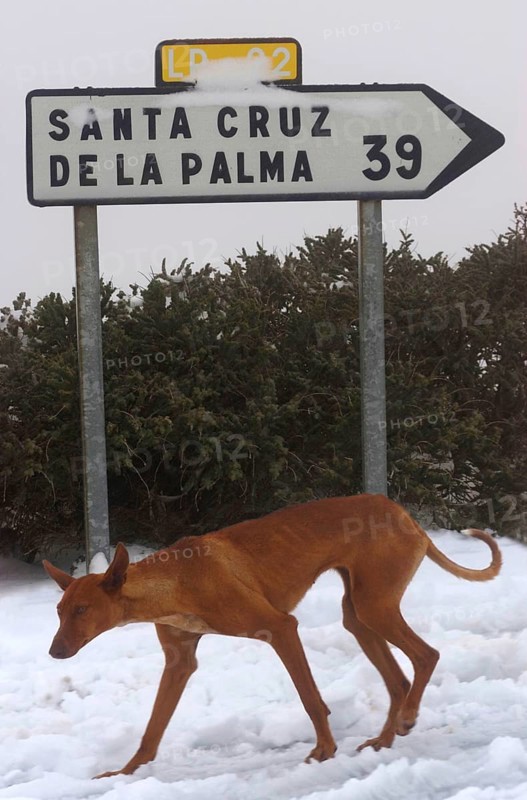 Skinny Podenco Canario in snow near Observatories, Roque de los Muchachos, La Palma, Canary Islands, Spain, Europe