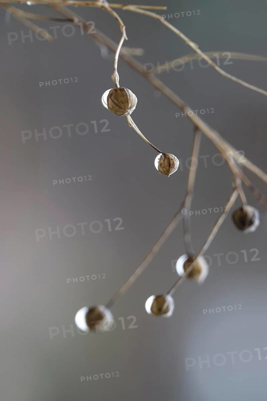 Linseed after the rain, February, Germany, Europe