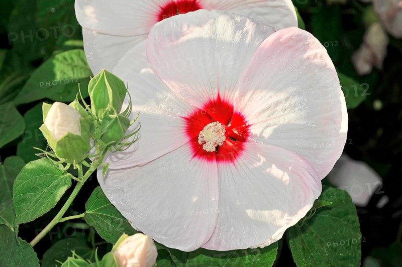 Flowering Hibiscus cultivar Red Heart (Hibiscus syriacus cultivar Red Heart) Florence, Tuscany, Italy, Europe