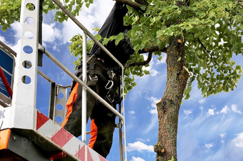 Workers on the work platform pruning or maintaining trees