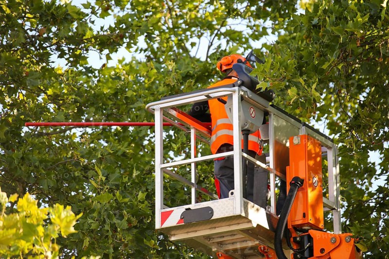 Workers on the work platform pruning or maintaining trees