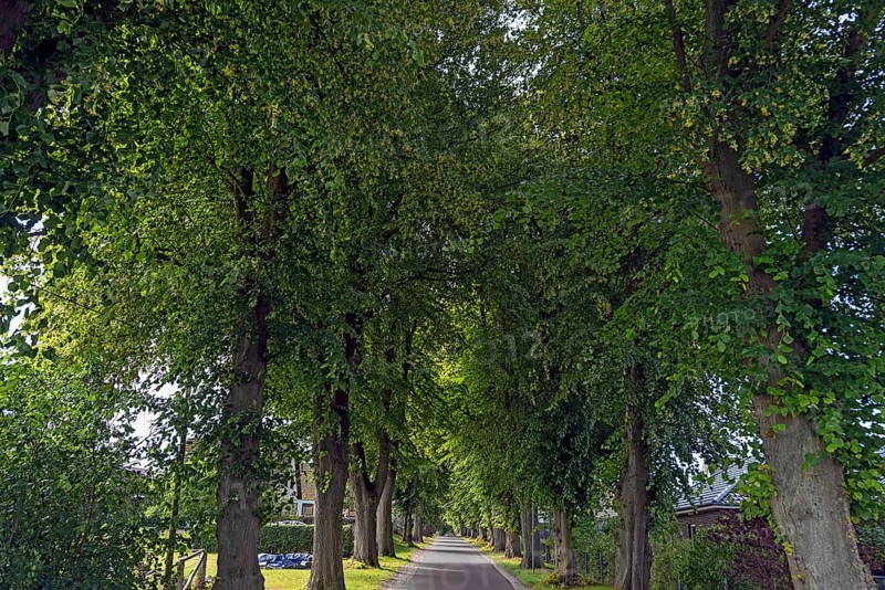 Avenue of large-leaved lindens (Tilia platyphyllos) on a village street, Rehna, Mecklenburg-Vorpommern, Germany, Europe