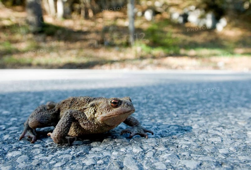 A common toad (Bufo bufo) crosses the road between Leutaschtal and Mittenwald, Bavaria, Germany, Europe