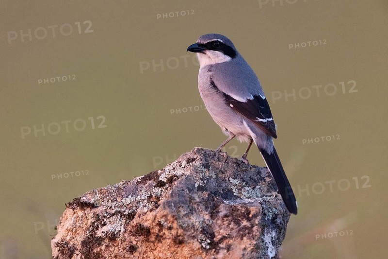 Iberian Grey Shrike (Lanius meridionalis), Southern Grey Shrike, Fuerteventura, Extremadura, Spain, Europe