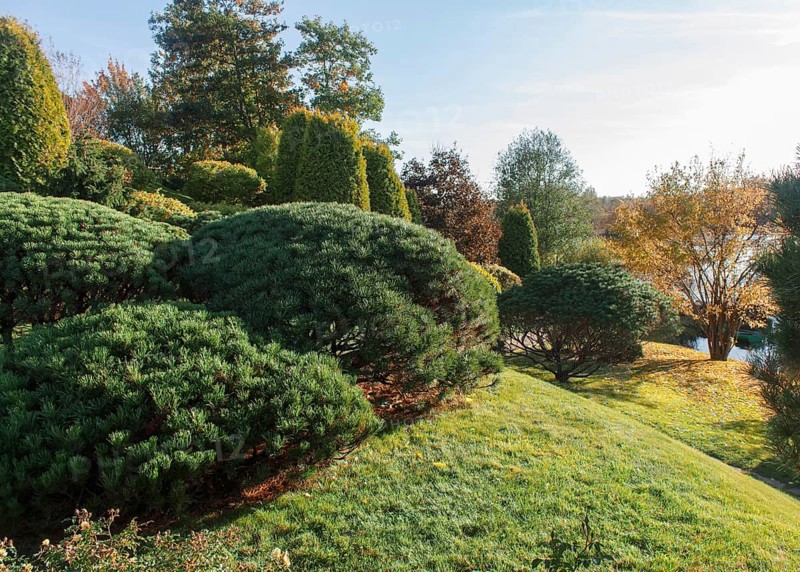 Park with green lawn, trees, hedges, trimmed bushes and hilly terrain. Modern landscape design