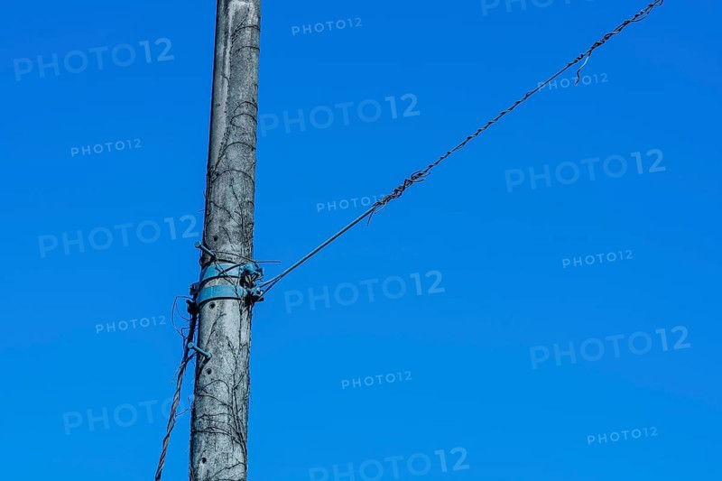 Vines growing up side of concrete telephone pole surrounded by dry leafless branches in South Korea