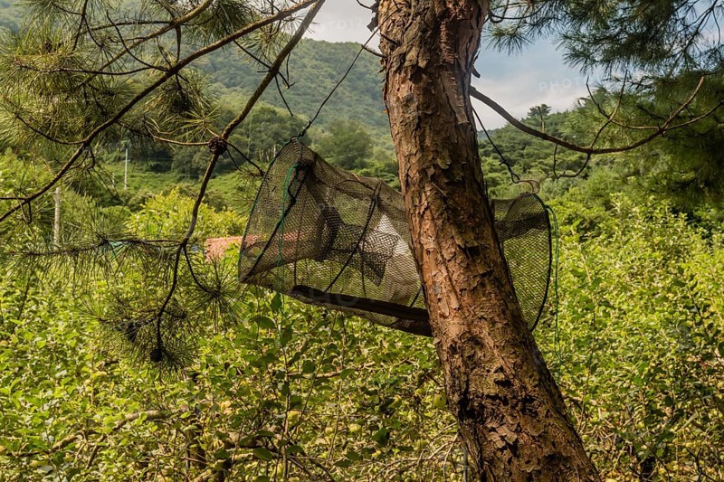 Minnow trap hanging from branch of evergreen tree in rural wilderness in South Korea