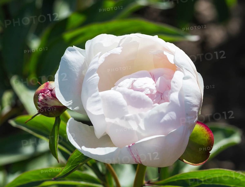 Pink peony flower in a botanical garden
