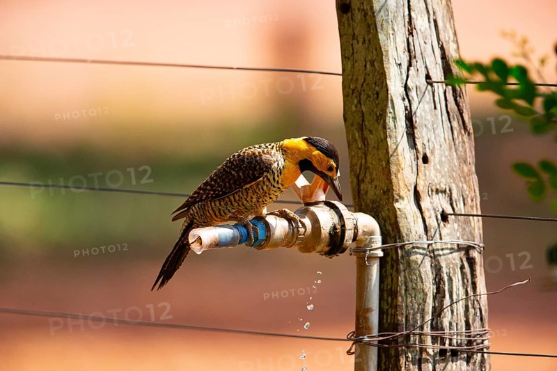 Pileated campo flicker (Colaptes campestris) Pantanal Brazil