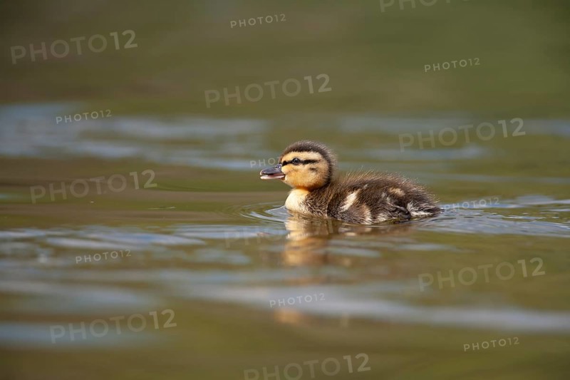 Mallard duck (Anas platyrhynchos) juvenile baby duckling on a lake, England, United Kingdom, Europe